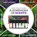 Essential Oils Set by Pure Aroma - Top 6 Aromatherapy Oils Gift Set-6 Pack, 10ml (Eucalyptus, Lavender, Lemongrass, Sweet Orange, Peppermint, Tea Tree) - Image 5