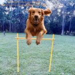 Dog Agility Equipment, Agility Poles, Dog Jumps, Outdoor Obstacle Course with 6 Weave Poles and Adjustable Jump Bar, Partial Gift Conversion Buckle (Blind Box) Yellow - Image 5