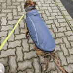 Mile High Life Dog Raincoat, Adjustable Waterproof Reflective Rain Jacket for Small Medium Large Dogs, Lightweight Breathable Pet Rain Coat with Leash Hole(Dark Gray,XS Chest 17-23") - Image 7