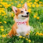 Reginary 120 Pcs Dog Bow Ties Bulk Summer for Dogs Adjustable Puppy Bowtie Collar Pet Bow Neckties Fruit Hawaii Pet Neckties for Dog Cats Puppy Holiday Grooming Accessories - Image 3