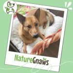 Nature Gnaws Braided Pork Bully Sticks 5-6" Rawhide Free Dog Chew, 20 Count | Long Lasting for Small and Medium Dogs - Natural Bacon Dog Chew Treats - Single Ingredient Pork - No Artificial Preservatives - Image 7