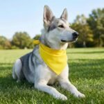 12 Pack Blank Dog Bandanas, White Solid Plain Washable Variety Pack | White Blank Solid Plain, Washable Soft Fabric, Heat Transfer Friendly, for Puppies Daily DIY Wear - Image 5
