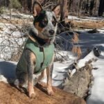 Gooby Sports Vest Dog Jacket, Green, Medium | Fleece-lined, water-resistant outer; 3-point hook-and-loop fit; Reflective lining; Leash attachment - Image 5