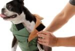 Gooby Sports Vest Dog Jacket, Green, Medium | Fleece-lined, water-resistant outer; 3-point hook-and-loop fit; Reflective lining; Leash attachment - Image 7