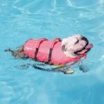 Outward Hound Granby Splash Pink Dog Life Jacket, Small - Image 7