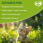 Natural Flea & Tick Collar for Cats - 6 Months Control of Best Prevention & Safe Treatment - Anti Fleas and Ticks Essential Oil Repellent (1 Pack) - Image 7