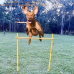 Dog Agility Equipment, Agility Poles, Dog Jumps, Outdoor Obstacle Course with 6 Weave Poles and Adjustable Jump Bar, Partial Gift Conversion Buckle (Blind Box) Yellow - Image 7