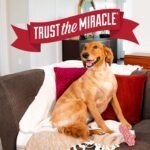 Nature's Miracle Advanced Platinum No More Marking Training Spray, 24 oz | Prevents Dogs from Marking the Same Spot, For Indoor Training, Safe For Pets and Home*, Repels With Essential Oils - Image 10