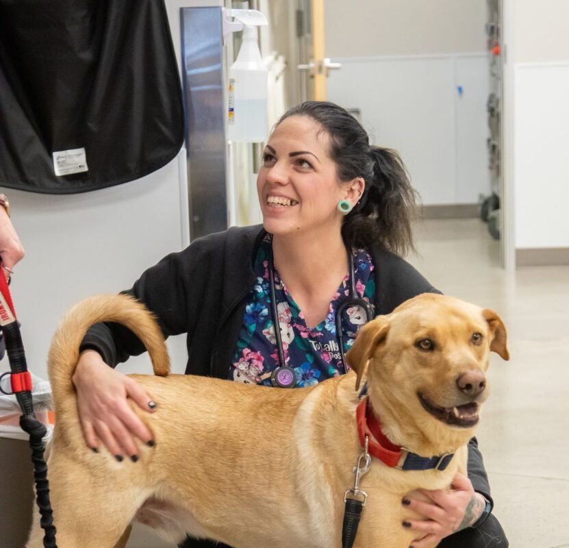 Dr. Kelly’s Opens Flagstaff Clinic as Pet Care Costs Rise