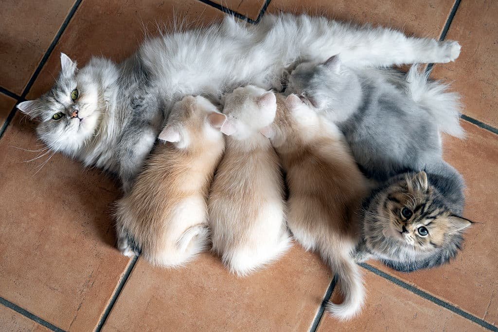 Top Cat Names 2026: Here are the 10 most popular names for adorable kittens