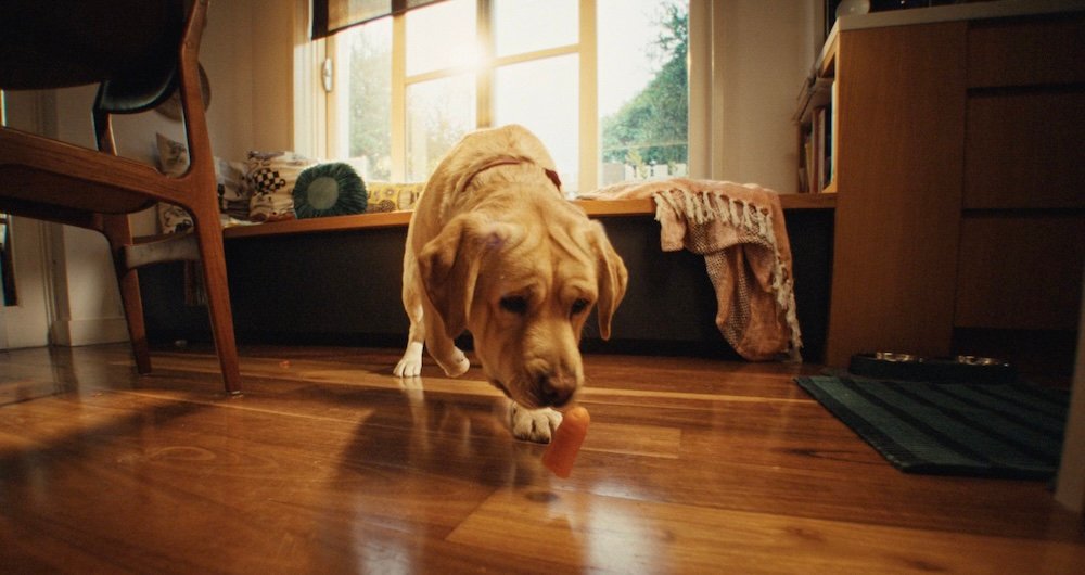 Pure Animal Wellbeing launches new ‘Best Life Ever’ campaign via Princess – Campaign Brief