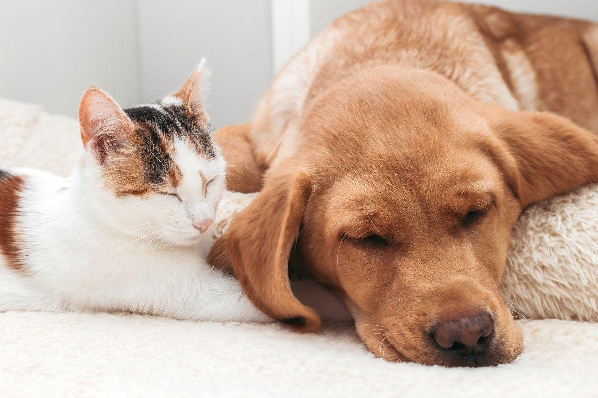 Harwood vets launch unlimited consultations under new pet care plan