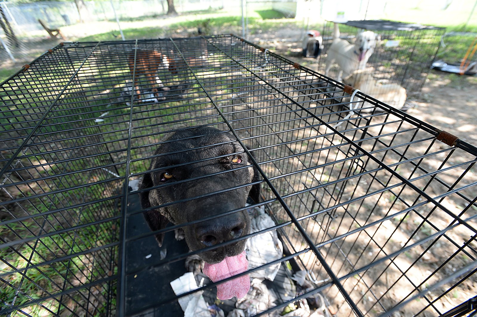 San Antonio pet owners can find help before a crisis
