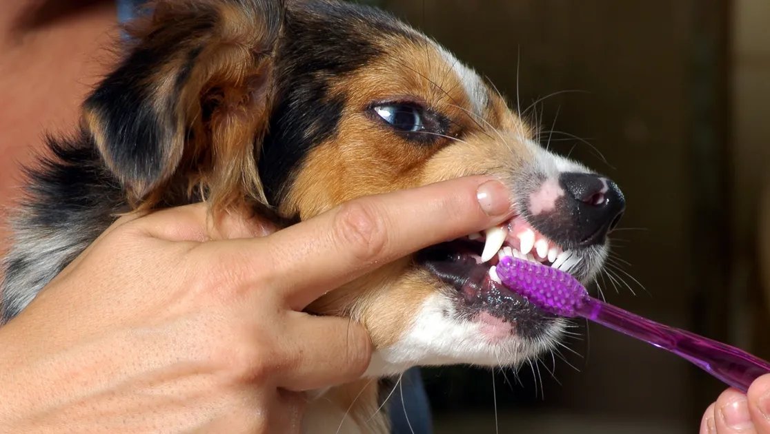 9 Dental Care Alternatives For Pets Who Hate Brushing