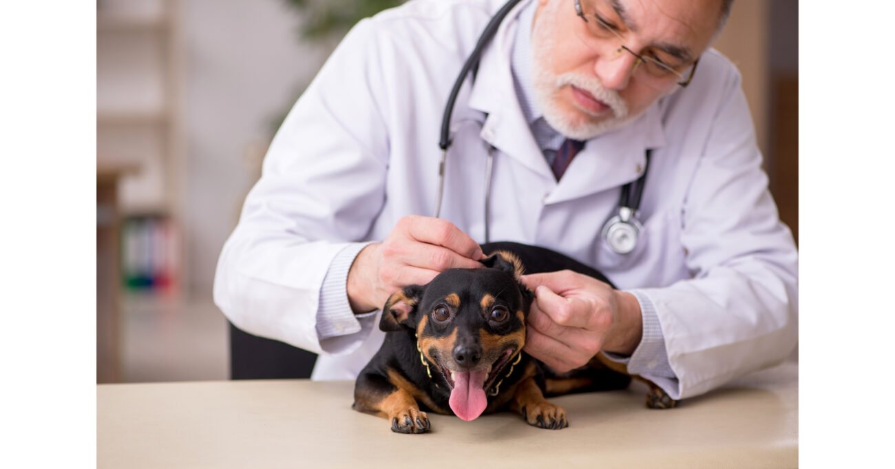 Same Diagnosis, Dramatically Different Bill: Embrace Pet Insurance Q2 Report Shows How Unpredictable Veterinary Costs Can Be