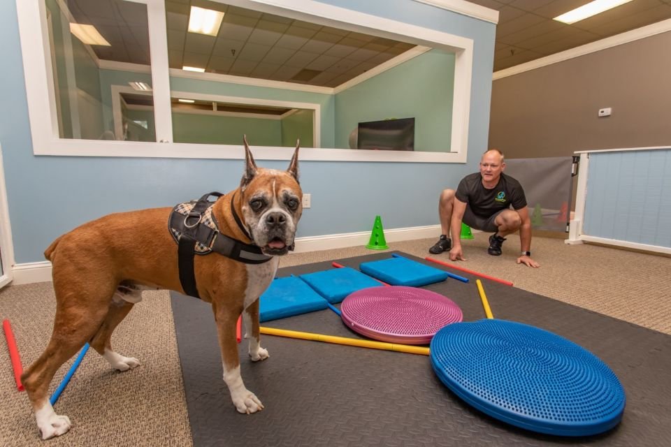 Why I Left My Previous Career To Become A Veterinarian – Forbes Advisor